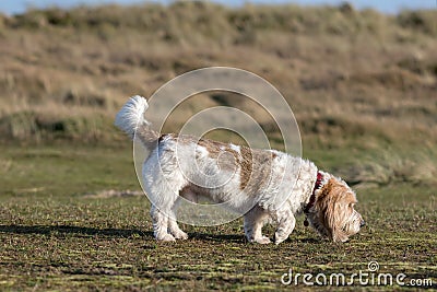 Grand Basset Griffon Vendeen hound dog picking up the scent Stock Photo