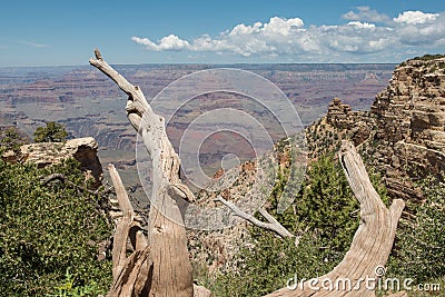 The Grand Canyon Through Dead Bristlecone Stock Photo