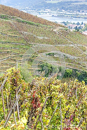 Grand cru vineyard of Cote Rotie Stock Photo