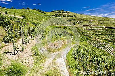 grand cru vineyard, LÂ´Hermitage, Rhone-Alpes, France Stock Photo