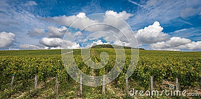 The Grand Cru vineyards of Chablis, Burgundy, France Stock Photo