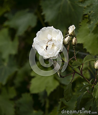 Grand Duke of Tuscany Flowering Bush Stock Photo