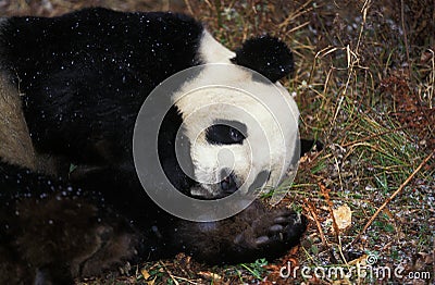 Giant Panda, ailuropoda melanoleuca, Adult resting, Wolong Reserve in China Stock Photo