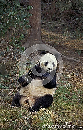 Giant Panda, ailuropoda melanoleuca, Adult sitting, Wolong Reserve in China Stock Photo