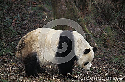 Giant Panda, ailuropoda melanoleuca, Adult, Wolong Reserve in China Stock Photo