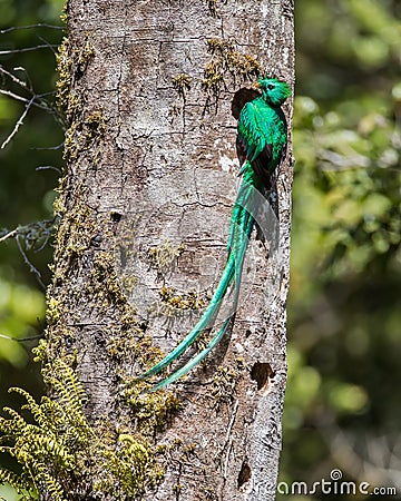 Grand Resplendent Quetzal Stock Photo