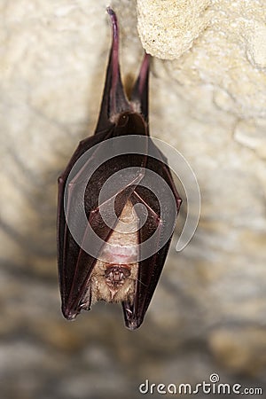 GRAND RHINOLOPHE rhinolophus ferrumequinum Stock Photo