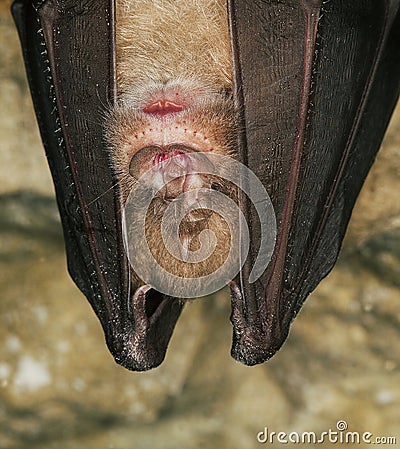 GRAND RHINOLOPHE rhinolophus ferrumequinum Stock Photo