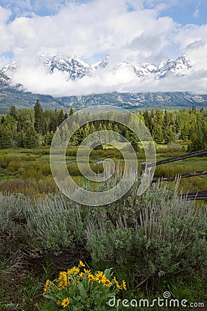 Grand Teton Landscape with Yellow Flowers Stock Photo