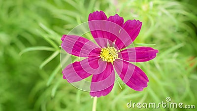 Grande Fleur Cosmos à Floraison Violette Avec Corolle Jaune Macro Time  Lapsus Clips Vidéos - Vidéo du floral, coloré: 225511647