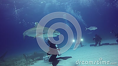 Grande Gray Reef Shark con gli operatori subacquei subacquei sul fondo sabbioso di Tiger Beach Bahamas archivi video Grande Gray Reef Shark con gli operatori subacquei subacquei sul fondo sabbioso di Tiger Beach Bahamas archivi video