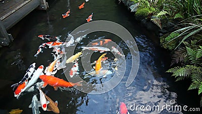 Grande gruppo di Koi Fish Swimming variopinto nello stagno del giardino con il film 1080p delle piante stock footage Grande gruppo di Koi Fish Swimming variopinto nello stagno del giardino con il film 1080p delle piante stock footage