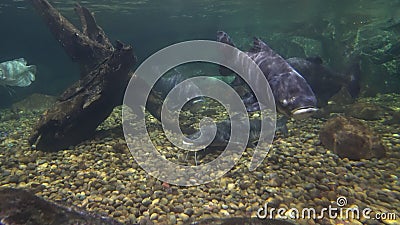 Grande peixe-gato na parte inferior rochoso e peixes grandes de flutuação Grande peixe-gato na parte inferior rochoso e peixes grandes de flutuação