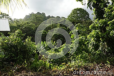 Tropical trees in Grande Riviere village in Trinidad and Tobago Stock Photo