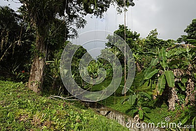 Tropical trees in Grande Riviere village in Trinidad and Tobago Stock Photo