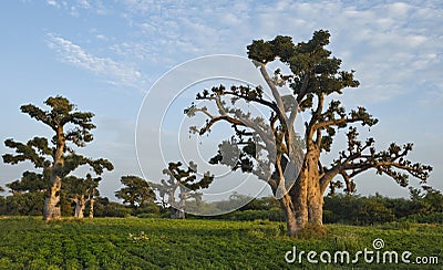 The grandeur of the grandiose baobabs Stock Photo