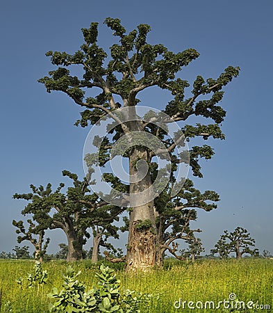 The grandeur of the grandiose baobabs Stock Photo
