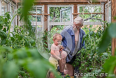 Grandfather and grandson working in the greenhouse in ther garden Stock Photo