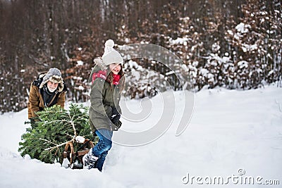 Grandfather and small girl getting a Christmas tree in forest. Copy space. Stock Photo