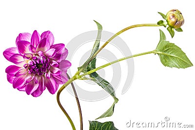 Grandiose dahlia flower isolated on a white background Stock Photo