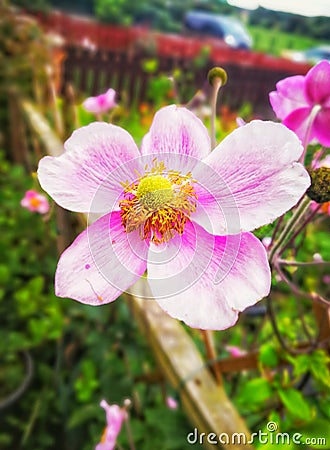 Grandmas Beautiful Garden Flowers Stock Photo