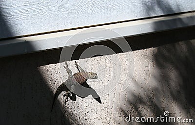 California Wildlife Series - Granite Spiny Lizard - Sceloporus orcutti Stock Photo