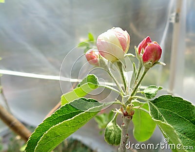 Granny Smith Malus sylvestris Apple Blossom Under Plastic Tent 2 Stock Photo