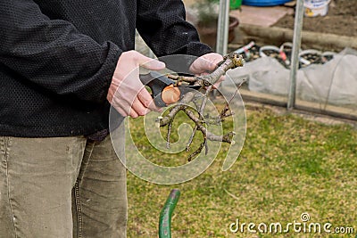 Granpa with black jacket trimming small branches into a barrel. Spring work. First job. Worker cuts woods Stock Photo