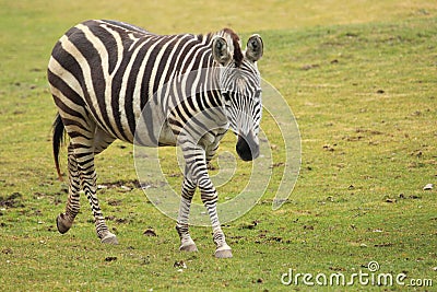 Grant's zebra Stock Photo