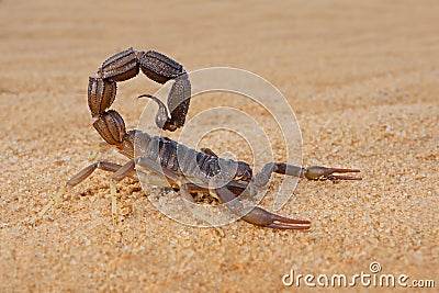 Granulated thick-tailed scorpion Stock Photo