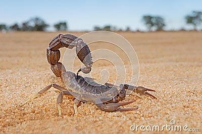 Granulated thick-tailed scorpion Stock Photo