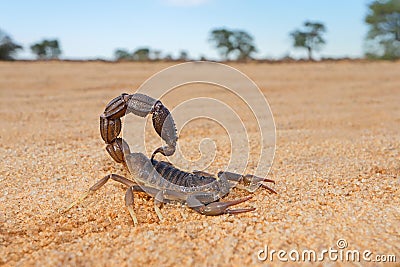 Granulated thick-tailed scorpion - Kalahari desert Stock Photo