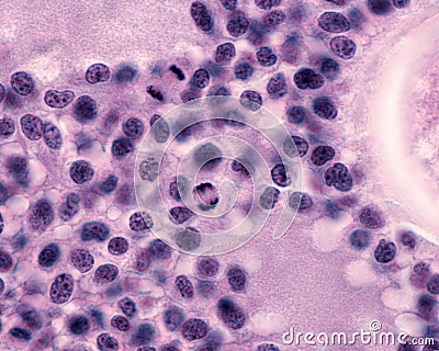 Granulosa cells. Mitosis Stock Photo