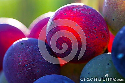 Grape Stock Photo