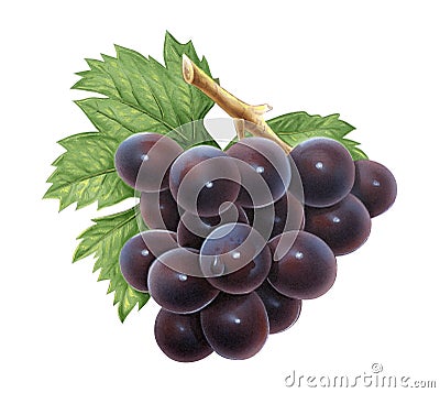 Grape Cartoon Illustration