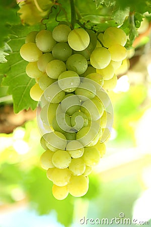 Grape Stock Photo