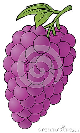 Grape Vector Illustration