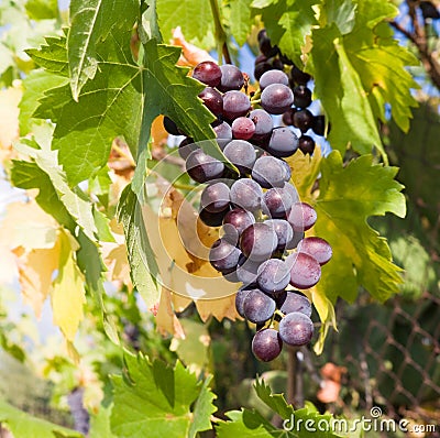 Grape of black vine Stock Photo