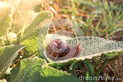 Grape brown snail on a green leaf in the garden under the sun. The beauty of nature and wildlife Stock Photo