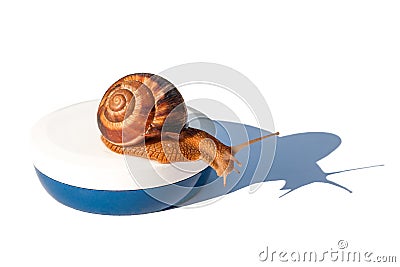 Grape brown snail with shadow on a jar of face cream. Isolated image, face cream. Healing snail mucin Stock Photo