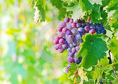 Grape bunch Stock Photo