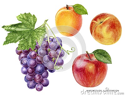 Grape bunch with leaf apple peach apricot food set watercolor illustration isolated on white background Cartoon Illustration