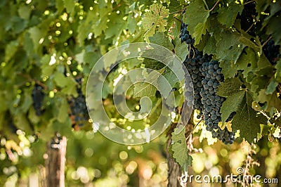 Grape bunch, very shallow focus Stock Photo