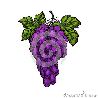 Grape bunches and leaves isolated. Vector sketch hand drawn Vector Illustration
