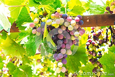 Grape bush Stock Photo