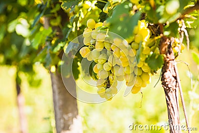 Grape on the bush Stock Photo