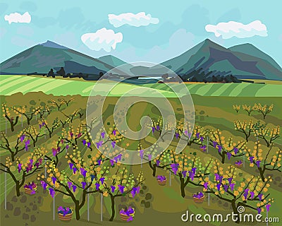 Autumn landscape with vineyard, mountains on horizon and blue sky Vector Illustration