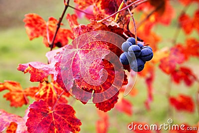 Grape closeup in autumn with red leaves Stock Photo