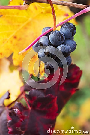 Grape closeup in autumn with red and yellow leaves Stock Photo