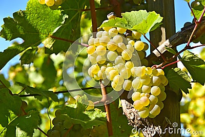 Grape cluster fruit berry Stock Photo